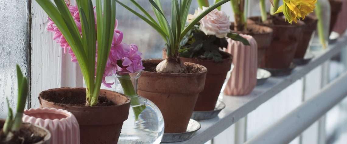 Wanneer kan je het beste Bloembollen Planten in de Tuin?