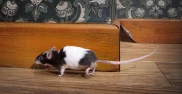 4 Tips tegen Ongedierte in Huis