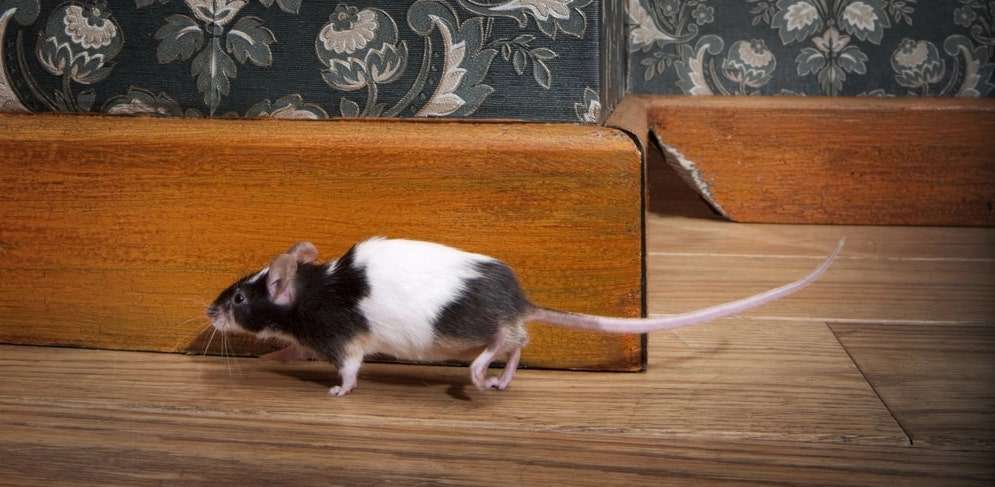 4 Tips tegen Ongedierte in Huis