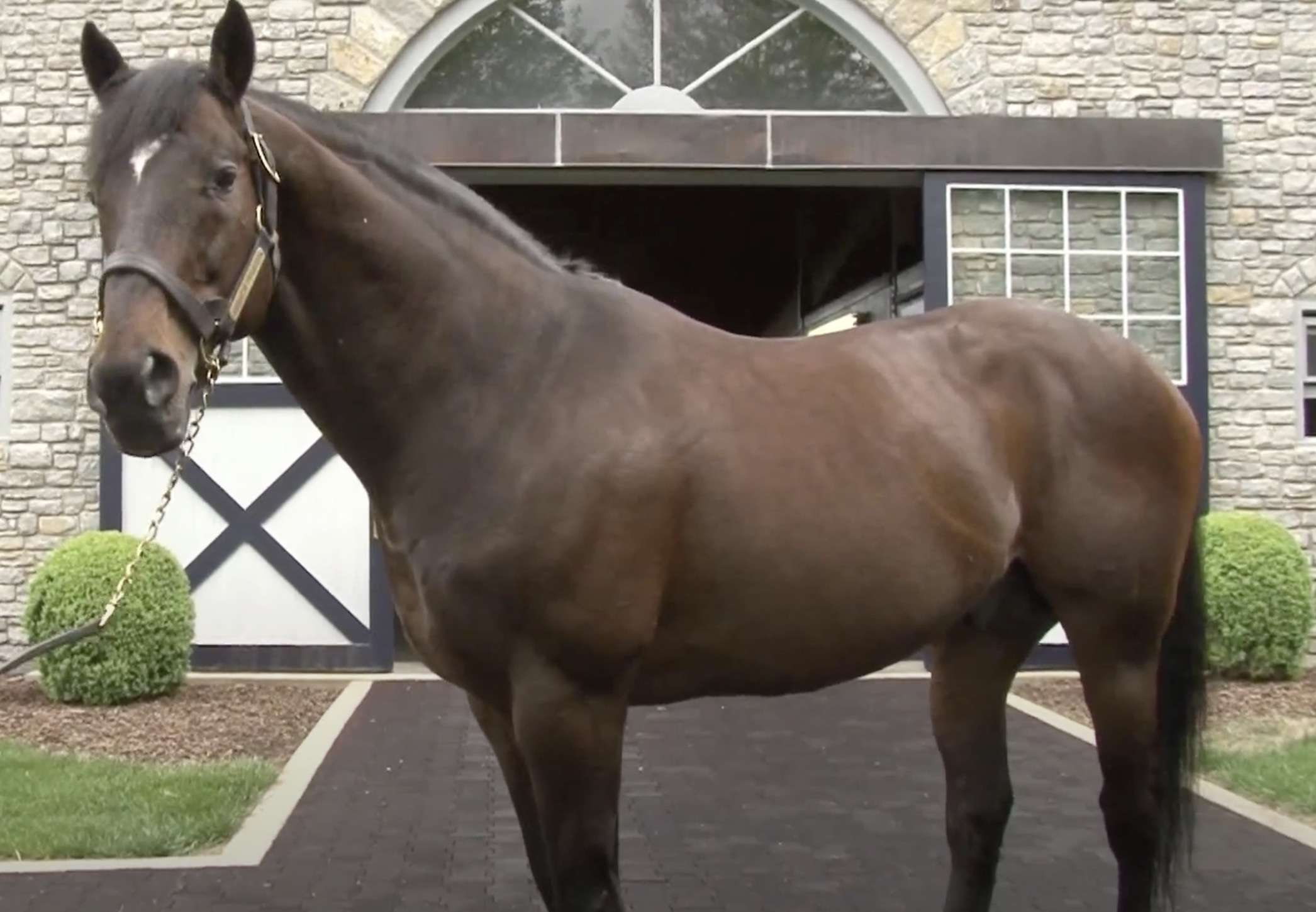 Duurste Paard ter wereld! (Top 10)